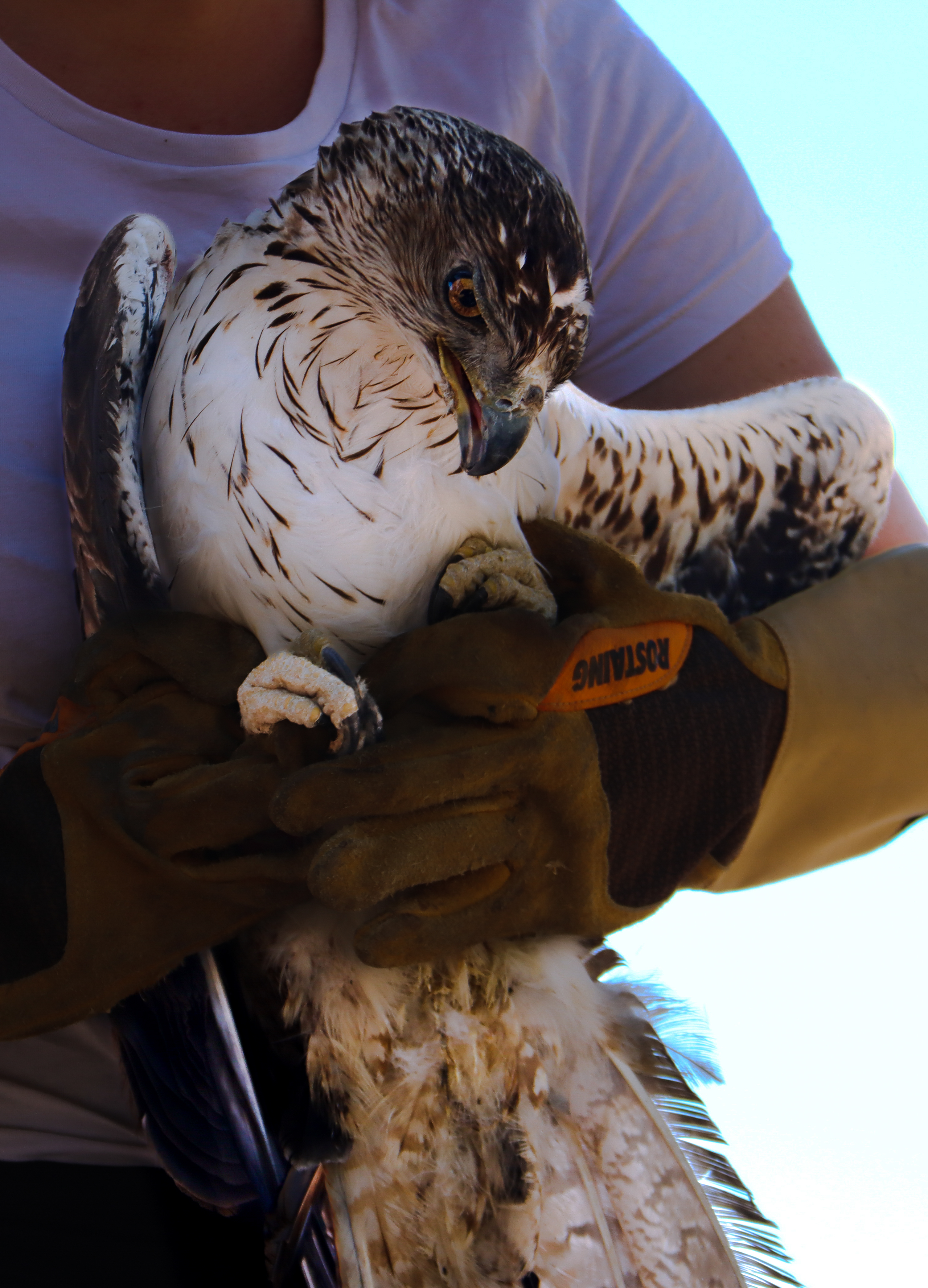 Baguages et recherche scientifique