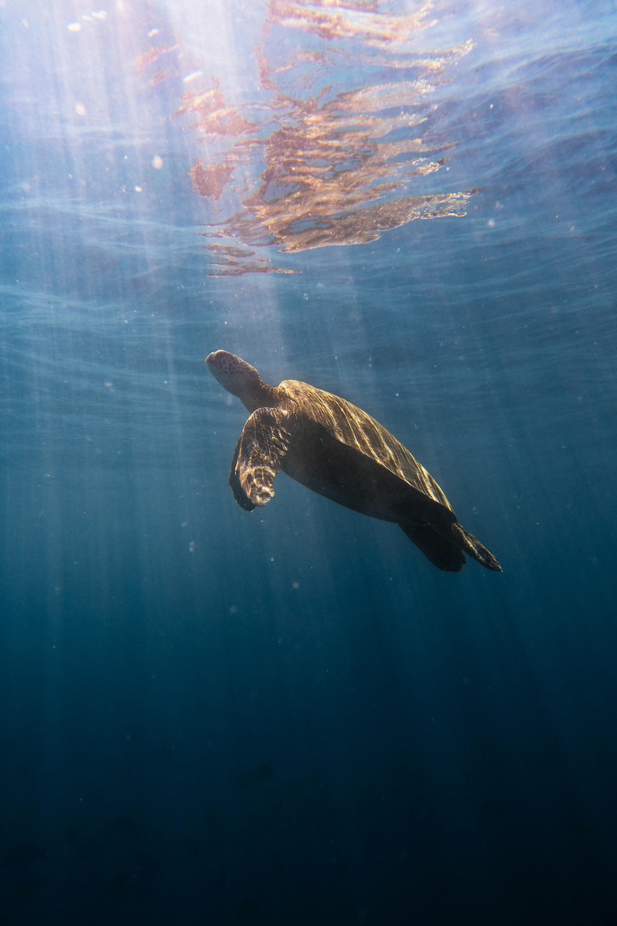 Soins vétérinaires et réhabilitation
