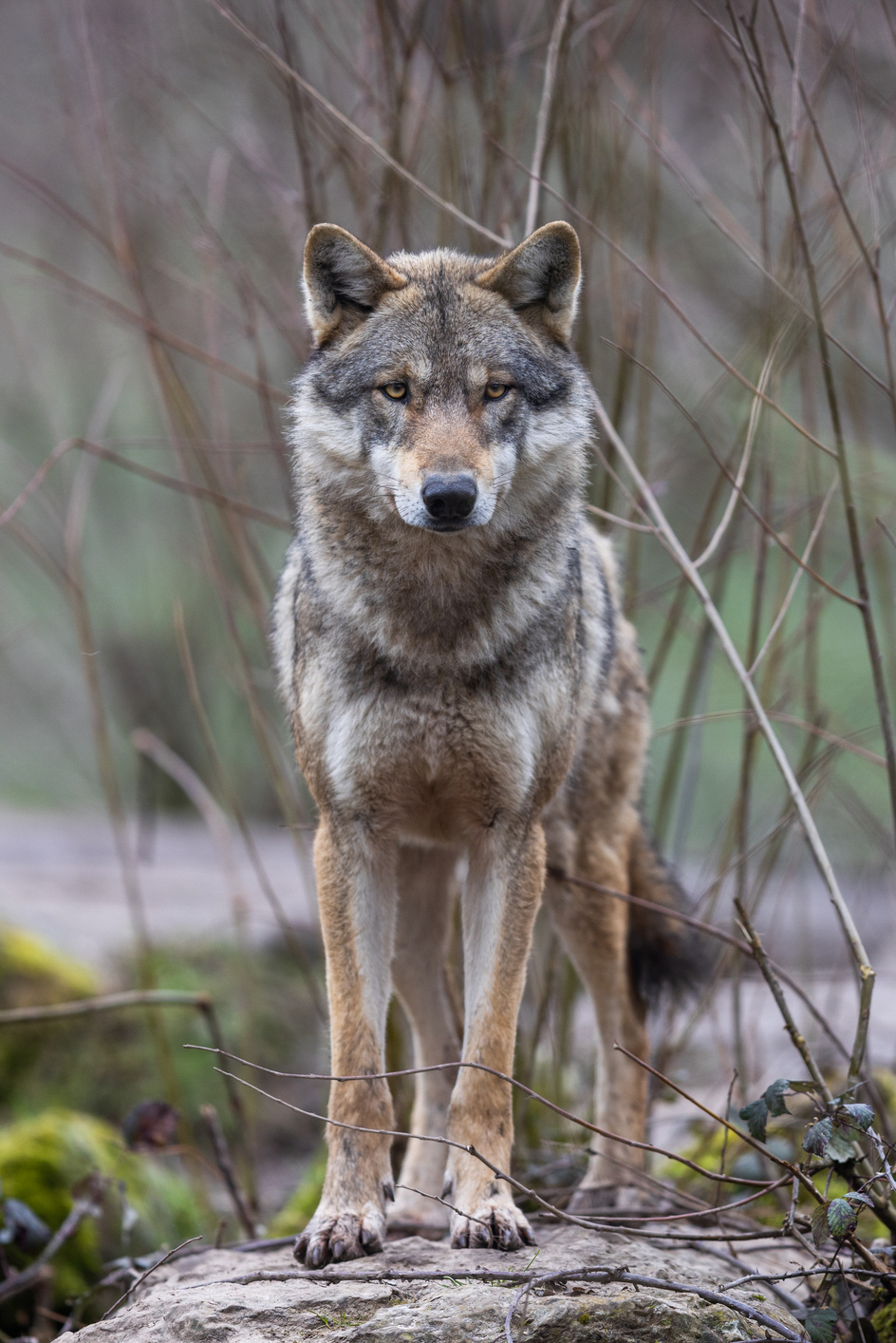 Prise en charge et soins vétérinaires