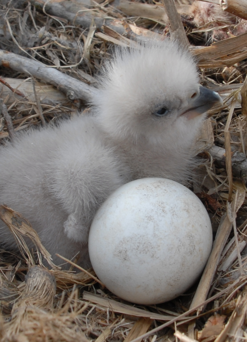 Préservation des nids