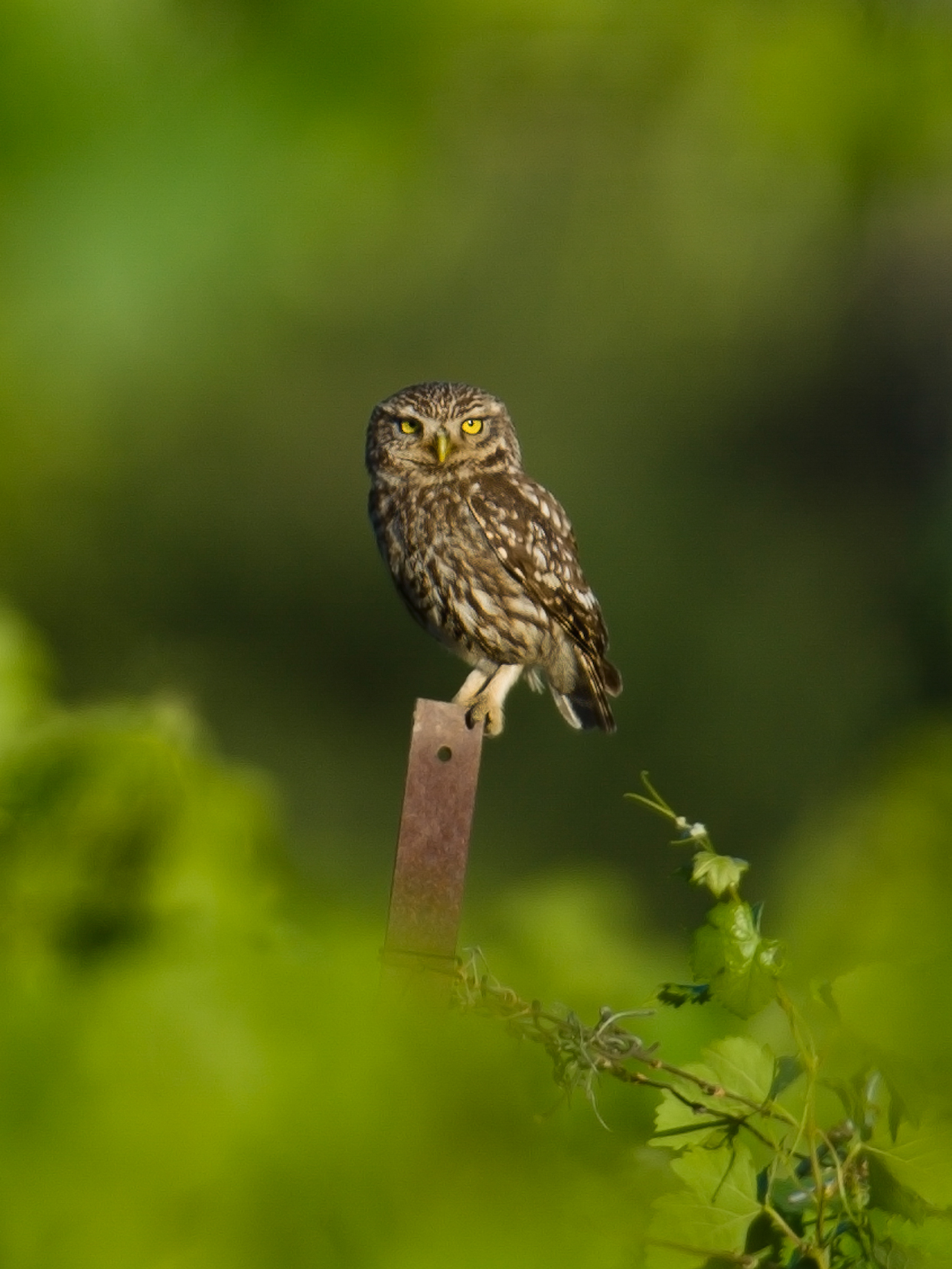 Etude et suivi scientifique 