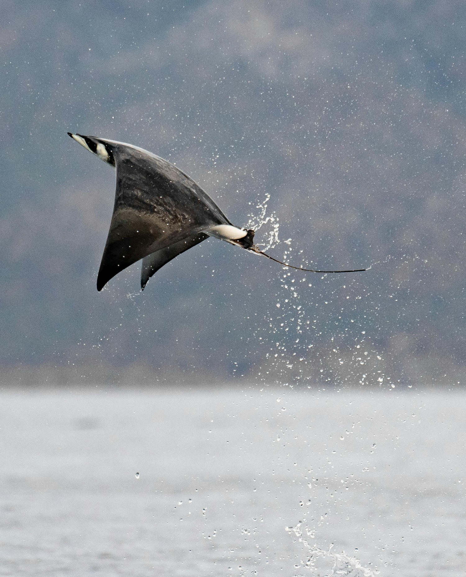 Sauvetage et soins vétérinaires