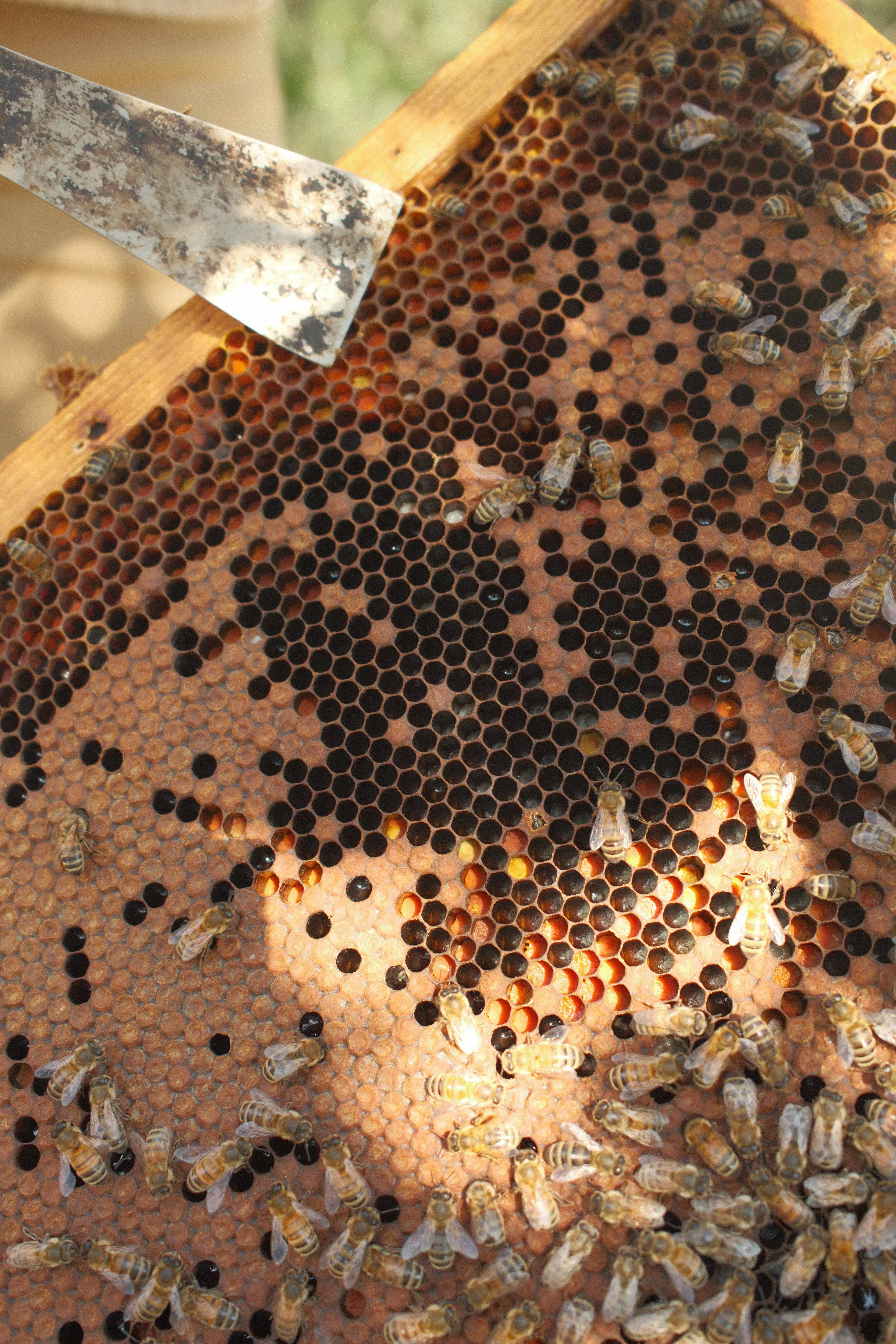 Introduction de reines fécondées
