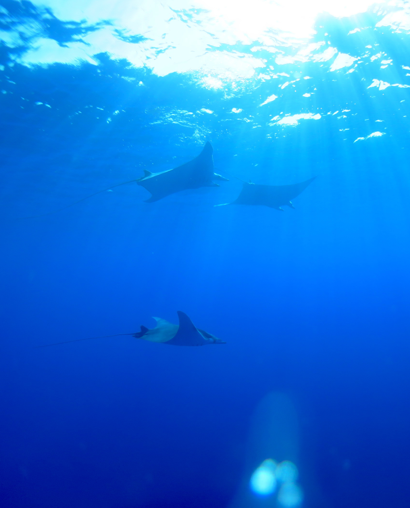 Animation du réseau ELASMED