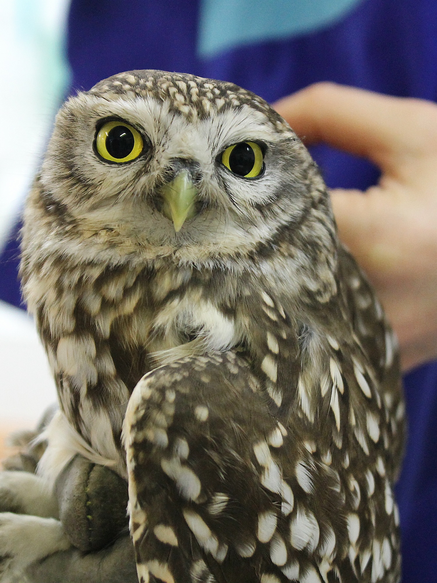 Prise en charge des jeunes chouettes 