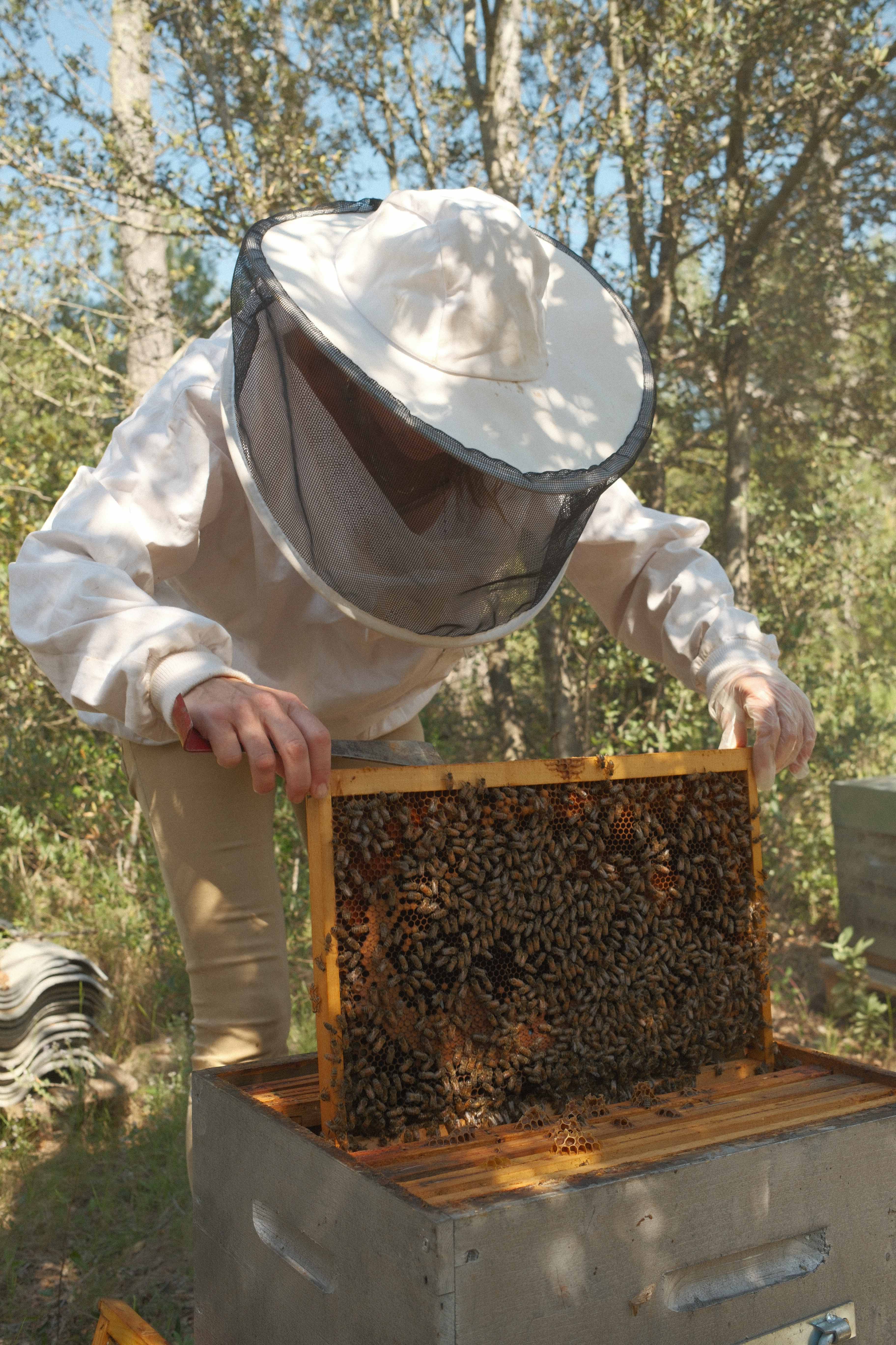 Repeuplement  de l'espèce